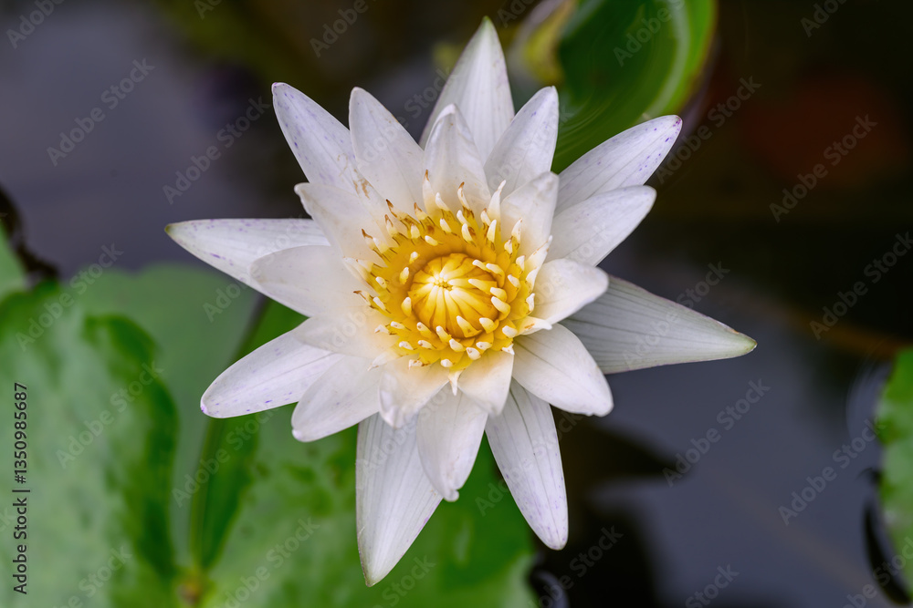Close-up of blooming Nymphaea nouchali or water lily flowers with green leaf in the basin. Close-up of blooming Nymphaea nouchali or water lily flowers with green leaf in the basin.