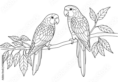 Parrot, Drawing, illlustration, kawaii, coloring book