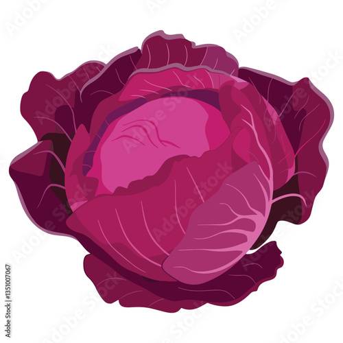 red cabbage vector. Fresh vegetable with leaves in a doodle cartoon style. Food ingredient illustration isolated on a white background.