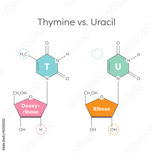 Thymine versus Uracil genomic educational graphic illustration