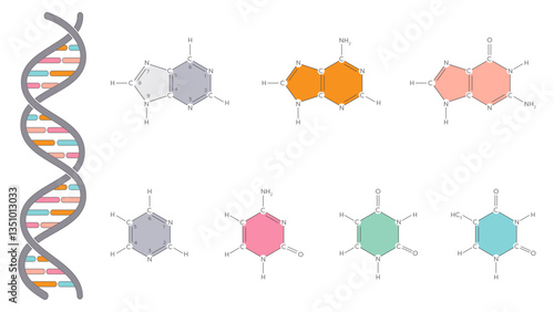 Nitrogenous bases of DNA and RNA