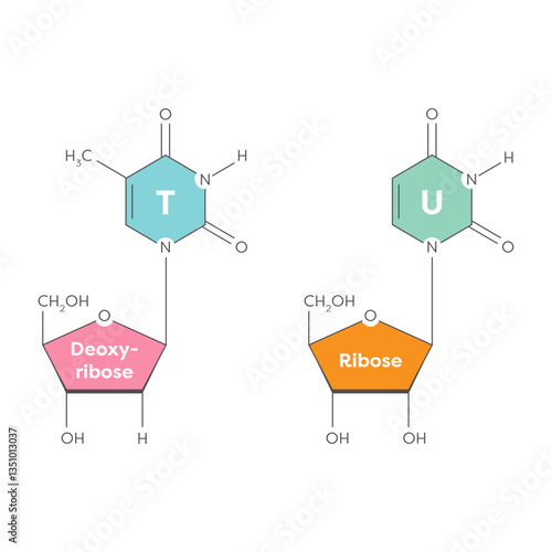 Thymine and Uracil nitrogenous bases