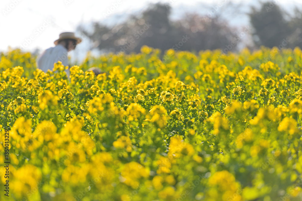 Obraz premium 一面に咲いた菜の花畑