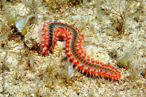 Fotografia Detail of poisonous red spiny fireworm, family Amphinomidae, on the sandy mediterranean sea bottom