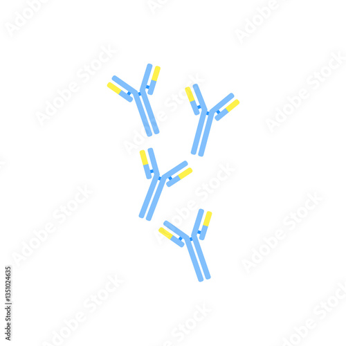 Antibody anatomy. Immunoglobulin Structure. Adaptive immune response. Vector illustration. 