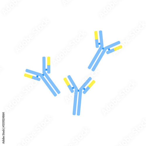 Antibody anatomy. Immunoglobulin Structure. Adaptive immune response. Vector illustration. 