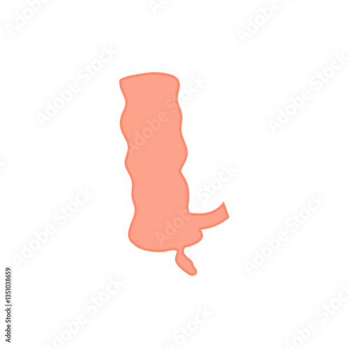 Appendix Anatomy Science. Vector Illustration