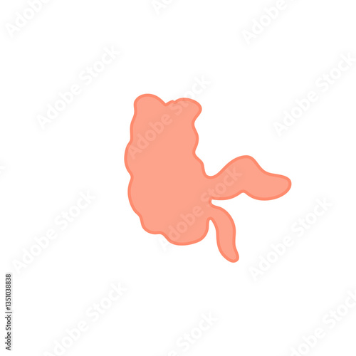 Appendix Anatomy Science. Vector Illustration