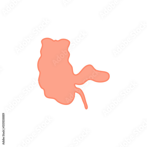 Appendix Anatomy Science. Vector Illustration