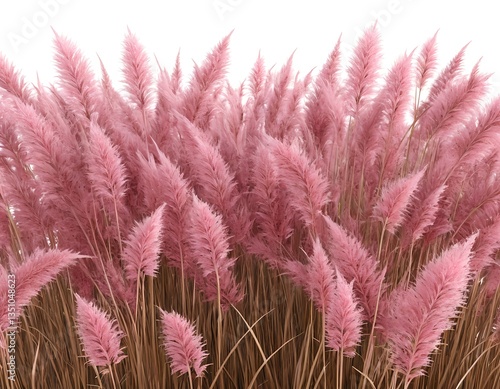 Pink Pampas Grass Isolated on White Background