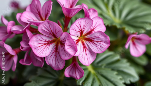 Stunning Pink Flowers with Veined Petals Close Up