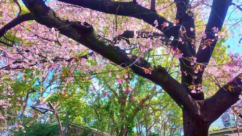 上野公園の桜