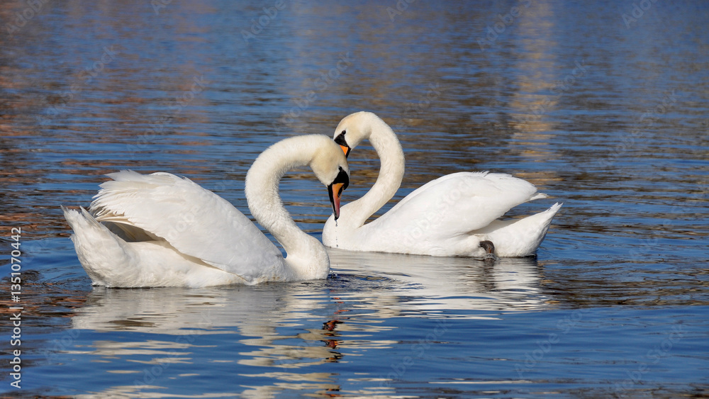 Fototapeta premium Łabędzie nieme