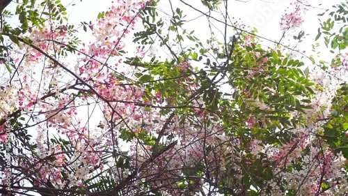 Close up shot of Wishing tree flower blossom