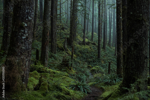 Wallpaper Mural Pacific Northwest Washington Forest Trails Torontodigital.ca