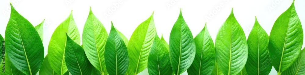 Leafy greens isolated on white background, natural texture, leaf, greenery Leafy greens isolated on white background, natural texture, leaf, greenery