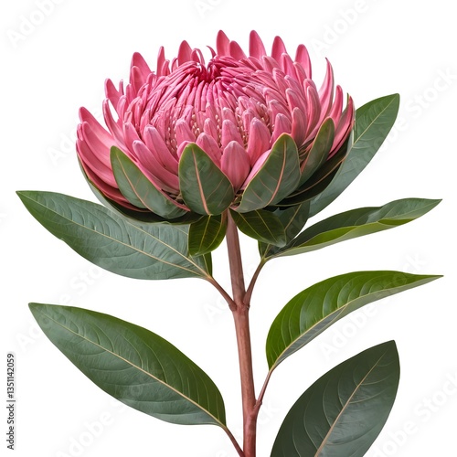 Pink Waratah Flower with Lush Green Leaves