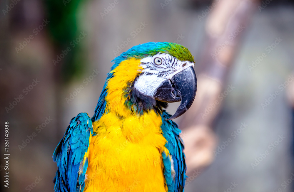 Blue-and-yellow Macaw sitting on a branch at the zoo
Blue-and-yellow Macaw sitting on a branch at the zoo