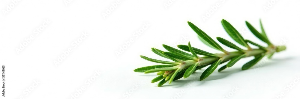 Fototapeta premium Single isolated sprig of rosemary on white background, green, rosemary, herb