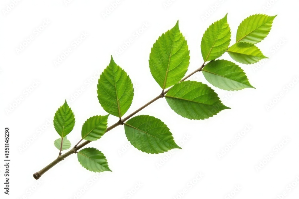 Single isolated tree branch on a white background, tree branch, stick, clean Single isolated tree branch on a white background, tree branch, stick, clean