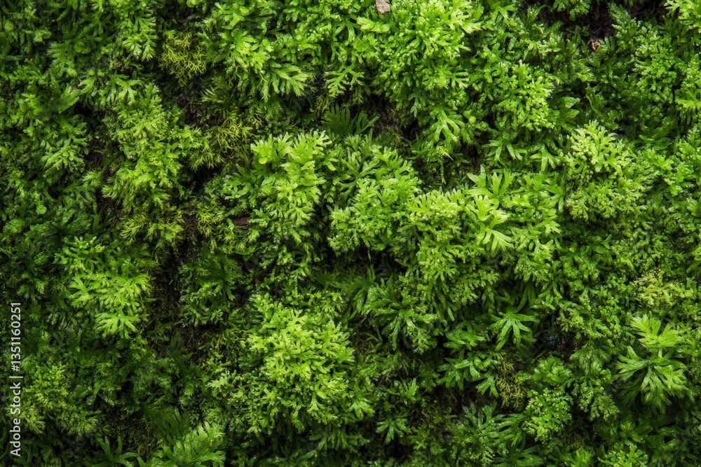 A lush display of vibrant green foliage creates a texture A lush display of vibrant green foliage creates a texture