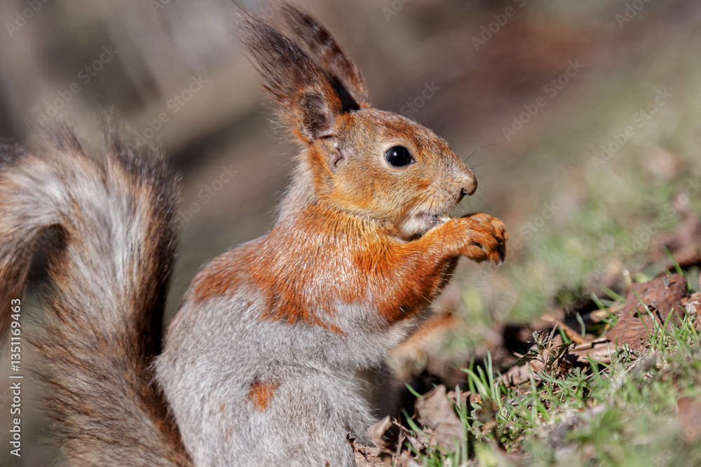A cute squirrel is eating something in the forest. A beautiful red squirrel among the grass on the ground. a wild animal in nature. squirrel close-up. A cute squirrel is eating something in the forest. A beautiful red squirrel among the grass on the ground. a wild animal in nature. squirrel close-up.