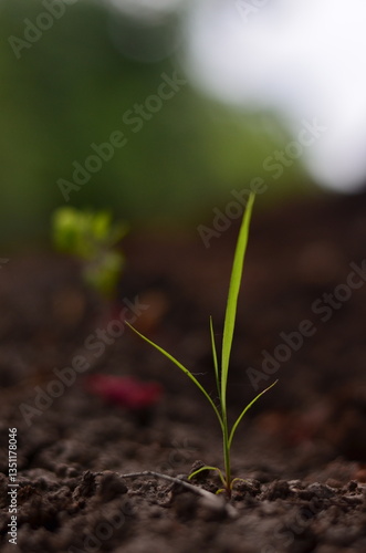 young plant in soil