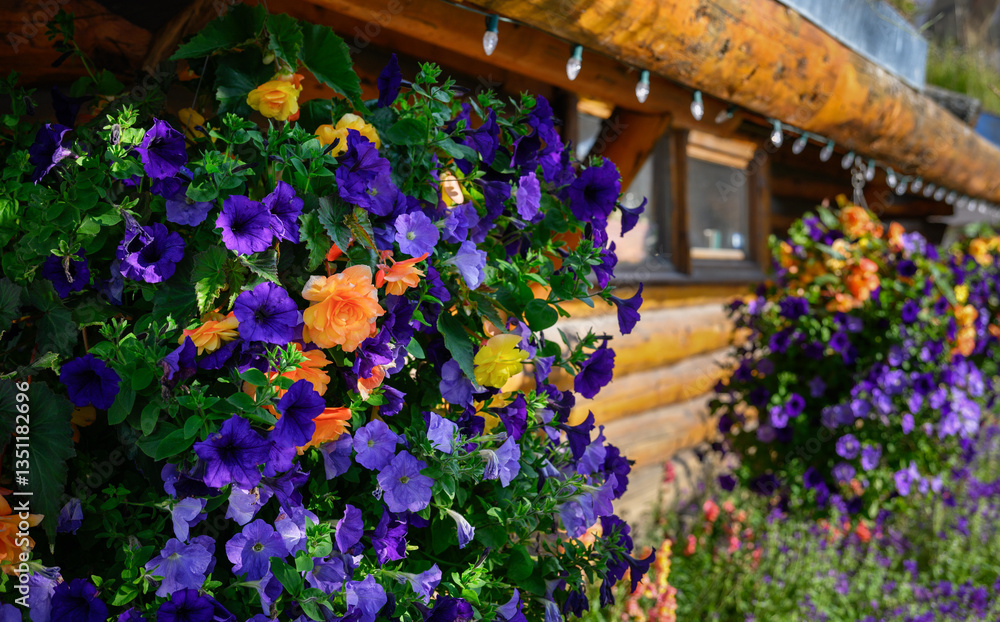Beautiful purple and orange petunias outside of a log house. Anchorage. Alaska.