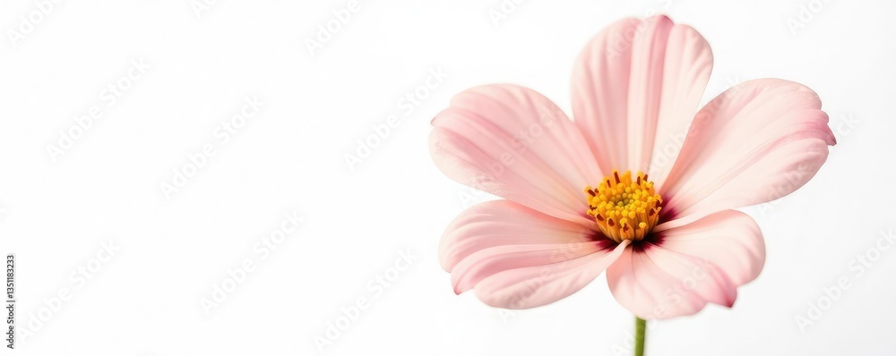 Single isolated flower with delicate petals on white background, garden flowers, blooms, bloom closeup Single isolated flower with delicate petals on white background, garden flowers, blooms, bloom closeup