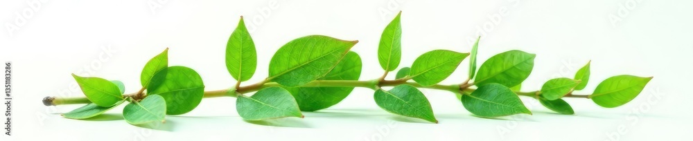 Fototapeta premium Single isolated plant with intricate details on white surface, foliage, greenery, flora