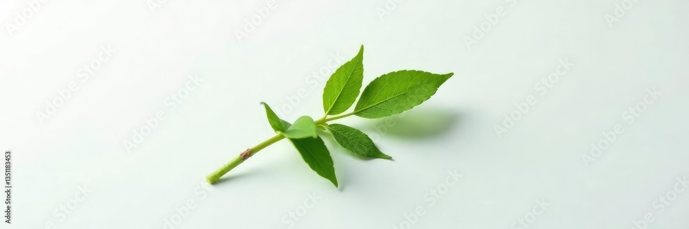 Single isolated stem against a pure white surface, closeup, detail, green Single isolated stem against a pure white surface, closeup, detail, green
