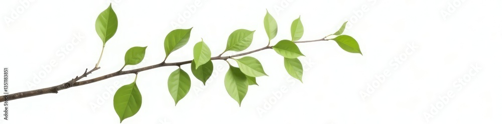 Single isolated tree branch with delicate leaves on white background, isolated element, branches Single isolated tree branch with delicate leaves on white background, isolated element, branches