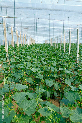Melon grown in greenhouses