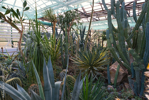 A greenhouse interior filled with a diverse collection of succulents and cacti