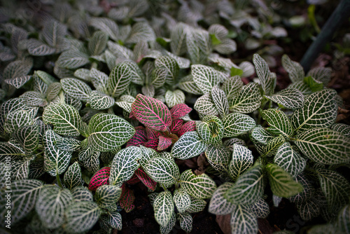 Close-up of Fittonia (nerve plant) with green and red leaves featuring striking white and pink vein patterns.