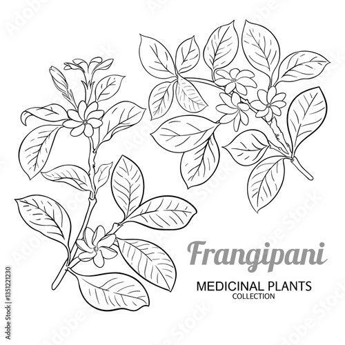 Frangipani Branch with Flowers and Leaves Outline Illustration. Essential oil ingredient for cosmetics, spa, aromatherapy, health care, alternative medicine. Vector isolated for design or decoration.