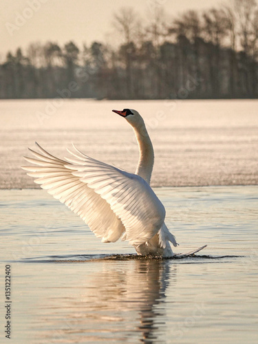 Fototapeta Naklejka Na Ścianę i Meble -  swan on the lake