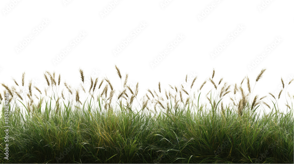 Obraz premium Lush Green Grass with Delicate Feathery Blooms in Natural Setting