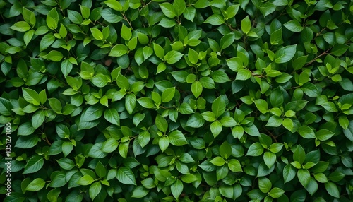 Wallpaper Mural Close-Up of Lush Boxwood Leaves, Forming a Perfect Greenery Background for Websites or Designs Torontodigital.ca