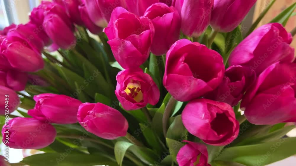 Arranging pink tulips into a bouquet on a table. 101 tulips. close-up of a bouquet of one hundred tulips at a solemn festive ceremony Arranging pink tulips into a bouquet on a table. 101 tulips. close-up of a bouquet of one hundred tulips at a solemn festive ceremony