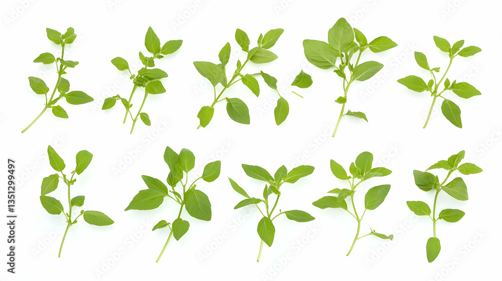 Fresh Basil Sprigs Isolated on White Background, Culinary Herb Collection for Recipes Fresh Basil Sprigs Isolated on White Background, Culinary Herb Collection for Recipes
