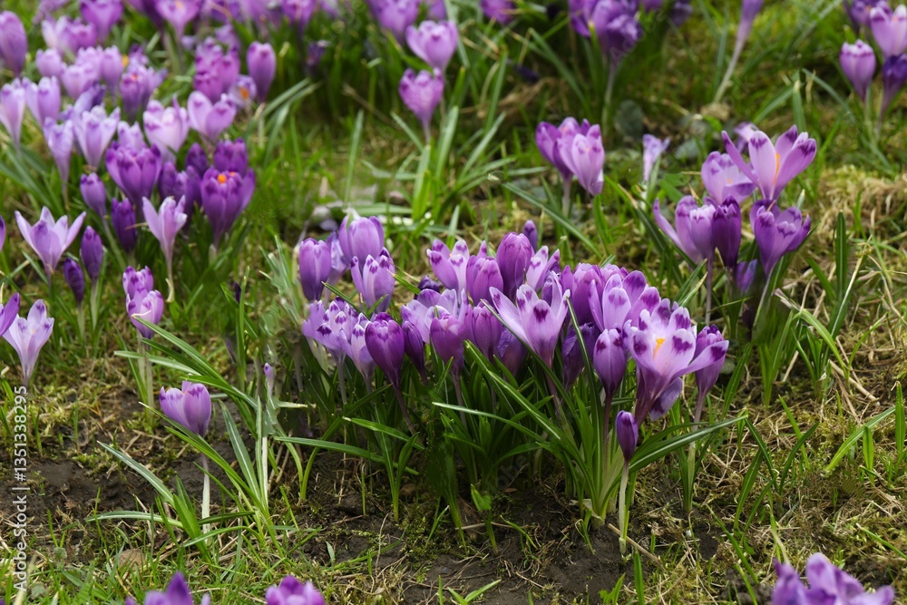 Spring field with crocus flowers Spring field with crocus flowers