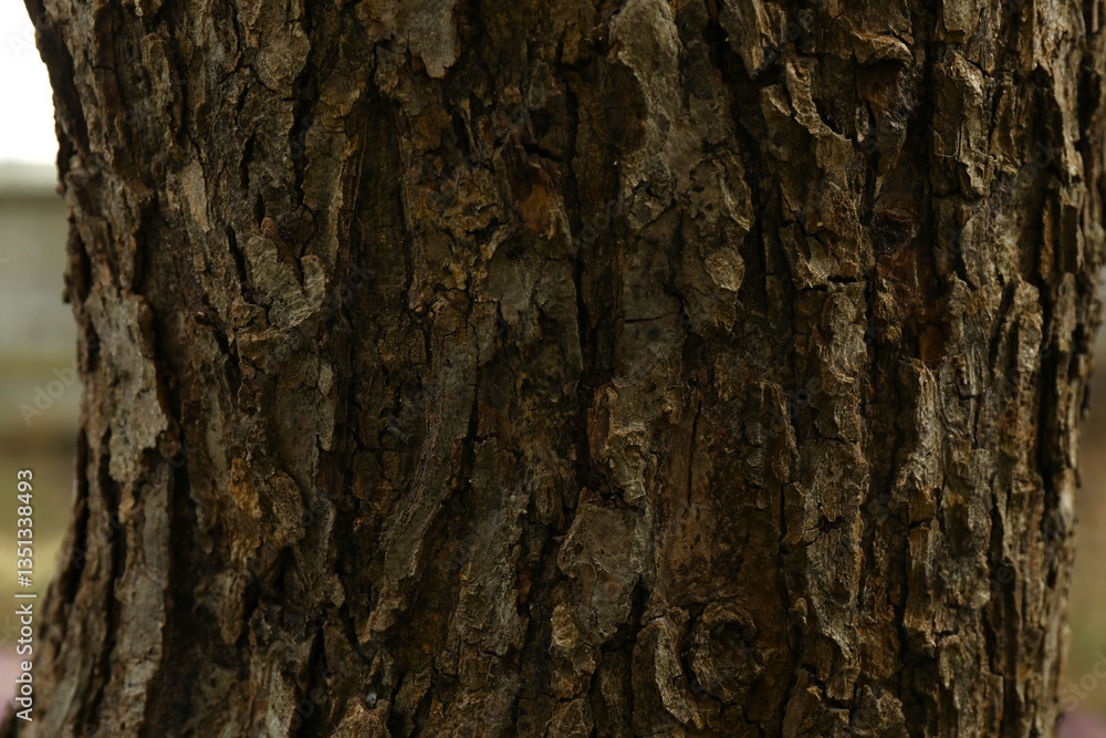 Tree bark background, close up view Tree bark background, close up view