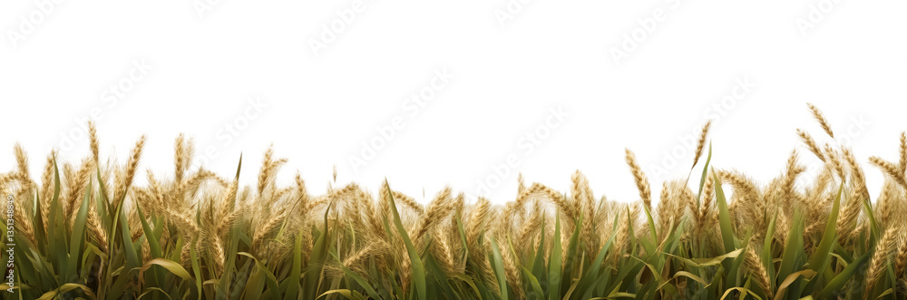 Fototapeta Wheat field isolated on a transparent background, PNG