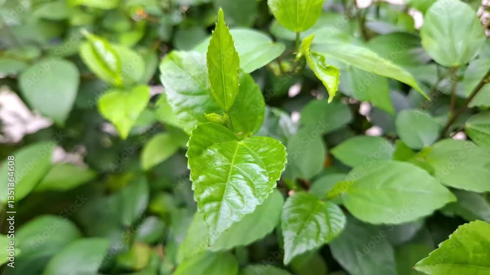 The newly sprouted green leaves of the Hibiscus plant. Fresh Hibiscus growth. The newly sprouted green leaves of the Hibiscus plant. Fresh Hibiscus growth.