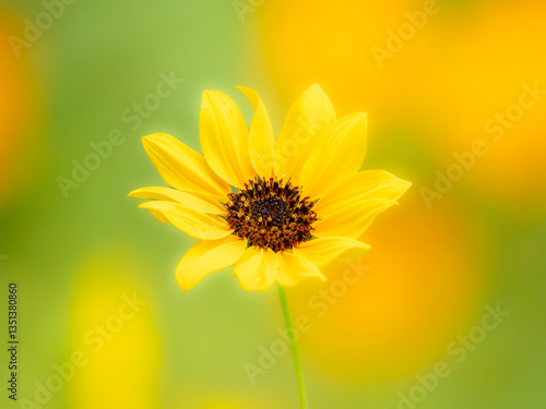 夏から秋の公園や花壇を彩るヒマワリ（ミニヒマワリ）のある風景。自然風景素材。眩しい日差しでボケた景色。ぼんやりした花畑のイメージ。