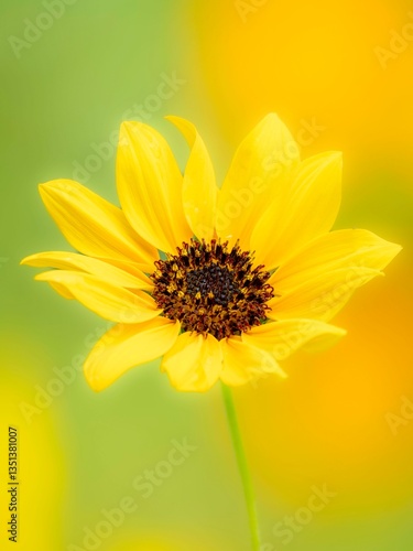 夏から秋の公園や花壇を彩るヒマワリ(ミニヒマワリ)のある風景。自然風景素材。眩しい日差しでボケた景色。ぼんやりした花畑のイメージ。