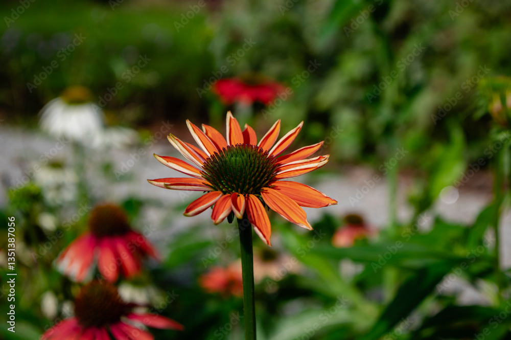 Echinacea purpurea sombrero orange coneflowers flowering plants, group of ornamental medicinal hedgehogs flower in bloom