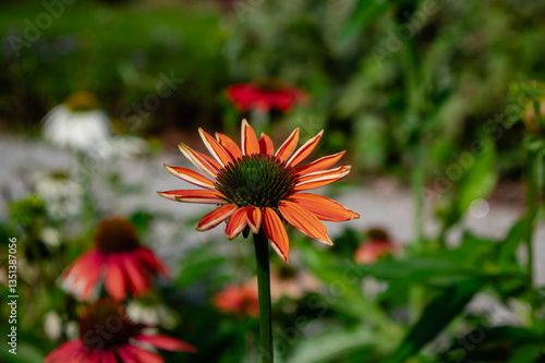 Obraz na płótnie Echinacea purpurea sombrero orange coneflowers flowering plants, group of ornamental medicinal hedgehogs flower in bloom w salonie