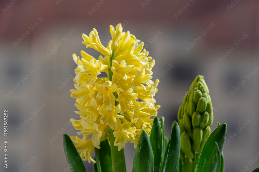 Hyacinthus orientalis ornamental beautiful springtime flowering plant, group of colorful bright flowers in bloom